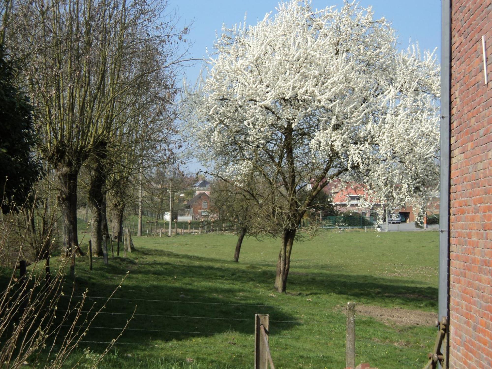 B&B Molen Ter Walle Geraardsbergen Zewnętrze zdjęcie